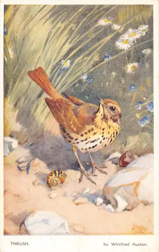 Kunst Drossel Vogel Winifred Austen Stil Schnecke Vintage Postkarte