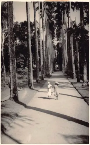 B202 Brasilien Rio de Janeiro Königliche Palmen Botanischer Garten RPPC Vintage Postkarte