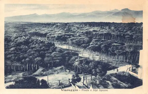 C079 Italien Viareggio Pineta e Alpi Apuane Vintage Postkarte