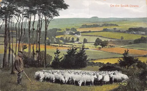 England 1912 On the South Downs Shepherd Sheep Vintage Postkarte