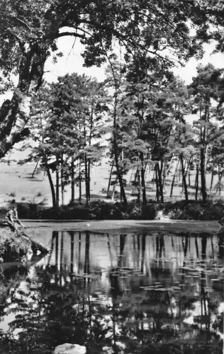 L518 Rumänien Bihor Baile 1 Mai 1964 Lotusblumen RPPC Vintage Postkarte