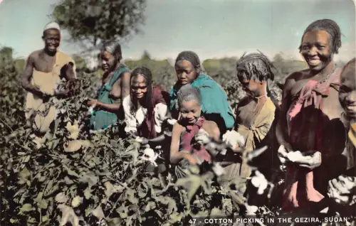 Sudan 1951 Baumwollpflückung in der Gezira ethnischen Vintage Echtfoto Postkarte