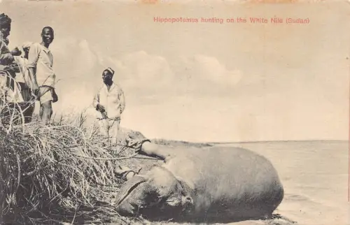 Sudan Nilpferd Jagd auf dem Weißen Nil Vintage Postkarte