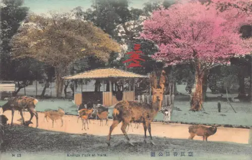 L270 Japan blühende Baumhirsche Kasuga Park in Nara Vintage Postkarte