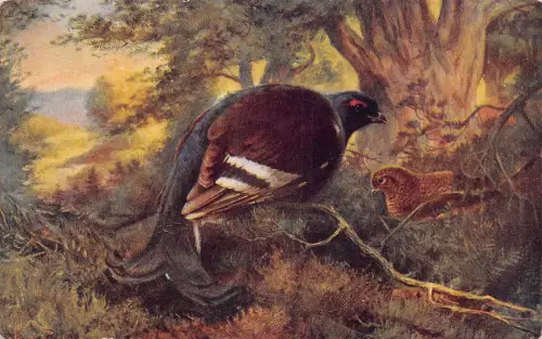 A926 Vögel Kunst Birkhuhn Vintage Postkarte