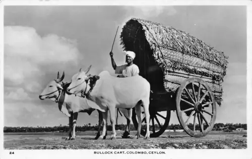 A966 Sri Lanka Ceylon Colombo Bullock Cart Native Man RPPC Vintage Postkarte