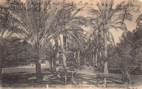 A816 Frankreich 1906 Schöne Allee de Palmiers au Chateau Palmen Vintage Postkarte