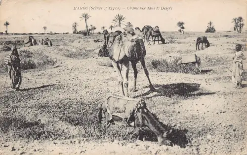 A929 Marokko Szenen et Typen Chameaux dans le Wüstenkamele Vintage Postkarte