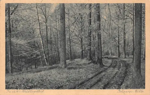 L123 Deutschland 1920 Johanres Mühler Fruchtlingskleid Wald Vintage Postkarte