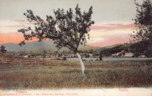 A813 Chile Valdivia Paysaje Landschaft Baum Vintage Postkarte
