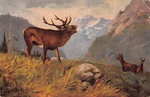 Kunst Rentier und Hirsch wandern in den Bergen Vintage Postkarte