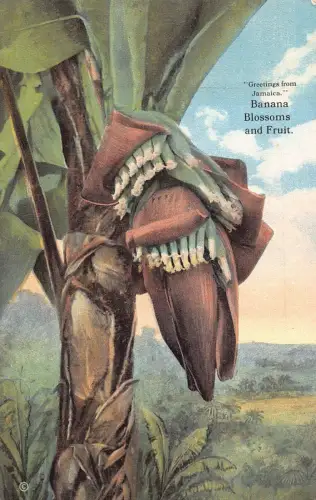 Grüße aus Jamaika Bananenblüten und Früchten Vintage Postkarte