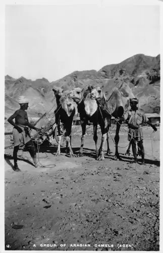 A833 Jemen Gruppe arabischer Kamele Aden alte Postkarte
