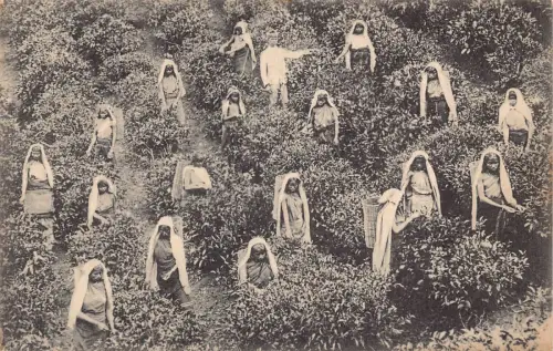 A832 Ceylon Sri Lanka Teezupfen bei der Arbeit ethnische Frauen Vintage Postkarte