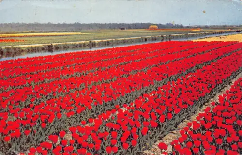 A205 Niederlande 1959 Rotes Tulpenfeld Vintage Postkarte