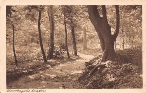 A207 Niederlande 1917 Domburgscher Bosschen Wald Vintage Postkarte