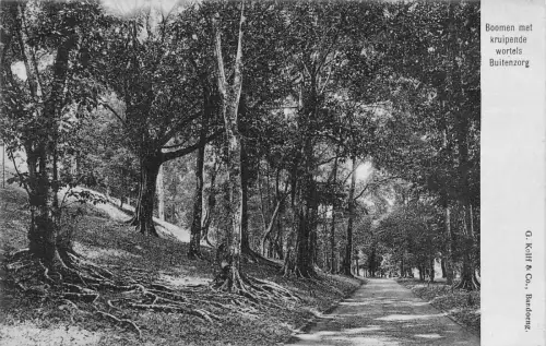 L228 Indonesien Niederländisch Ostindien Buitenzorg Vintage Postkarte