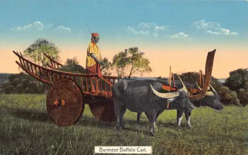 L227 Burma Myanmar Burmesischer Büffelwagen Vintage Postkarte