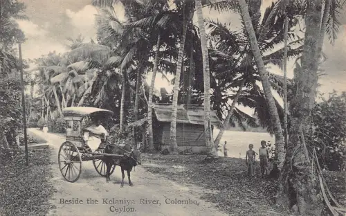 L542 Sri Lanka Ceylon Colombo neben dem Kelaniya Fluss Ochsenwagen Vintage Postkarte