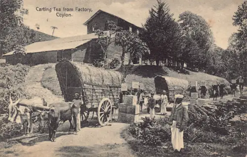 L542 Sri Lanka Ceylon Carting Tea from Factory Vintage Postkarte
