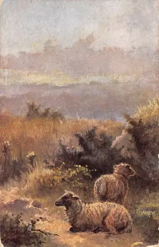 B117 Tiere 1912 Kentish Weiden Schafe ruhen Vintage Postkarte