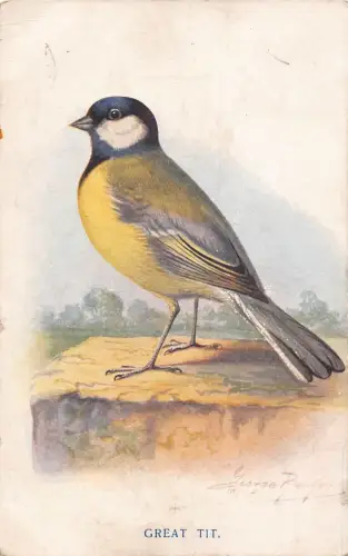 B117 Tiere Vögel 1920 Kohlmeise Kunst Vintage Postkarte