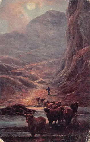 B117 Tiere Landschaft Stiere Herde durchquert Flusstal Vintage Postkarte