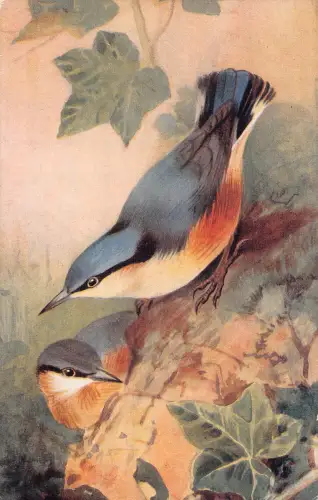 B117 Tiere Vögel Kleiber Sitta Coesia Vintage Postkarte