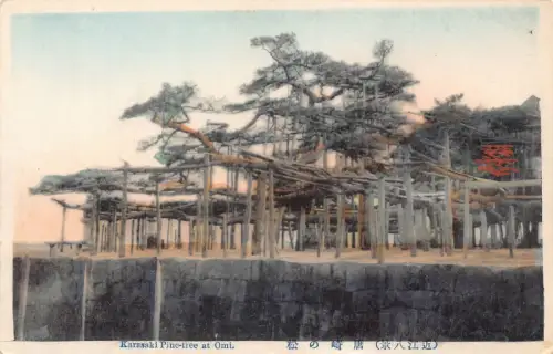 Japan Karasaki Pinc-Baum bei Omi Vintage Postkarte