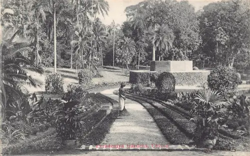 L380 Ceylon Sri Lanka Paradeniya Gardens Woman sweeping vintage postcards