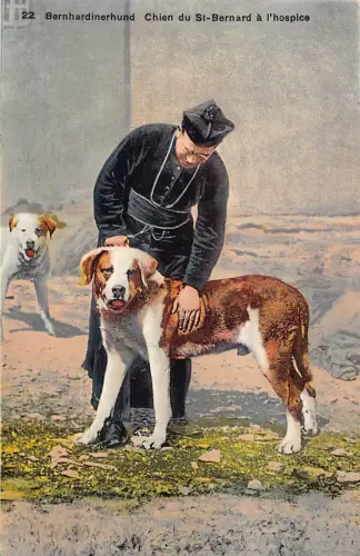 Schweiz Bernhardinerhund Chien du St Nernanrd ein Hospiz Hund Postkarte