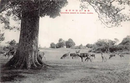 Japan Heiliger Hirsch im Park Nara Vintage Postkarte