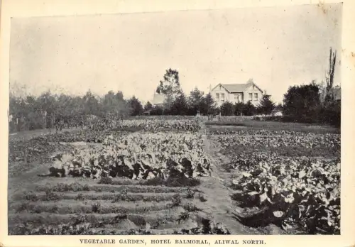 Südafrika Maletswai Aliwal North Gemüsegarten Hotel Balmora Postkarte B838