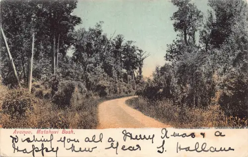 B597 New Zealand Avenue Matahuvi Bush Vintage Postkarte