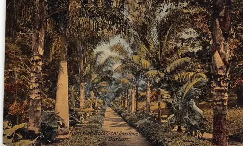 A863 Südafrika Palmenspaziergang Botanischer Garten Durban Vintage Postkarte