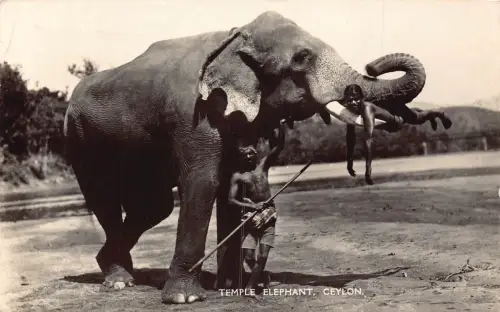 Ceylon Sri Lanka Tempel Elefant Ureinwohner Jungen Ethno RPPC Vintage Postkarte B909