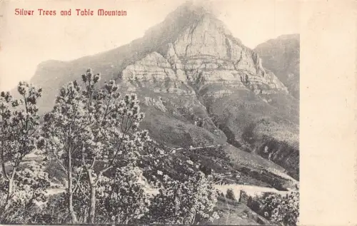 A866 Südafrika Silber Bäume und Tafelberg Vintage Postkarte