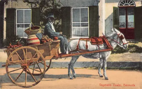 B160 Bermuda Gemüsehändler Verkäufer einheimischer Eselwagen Vintage Postkarte