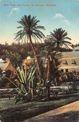 B156 Bermuda Dattelpalme und Kaktus St Georges Vintage Postkarte