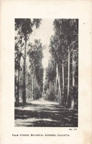 B156 Indien Kalkutta Palm Avenue Botanischer Garten Vintage Postkarte