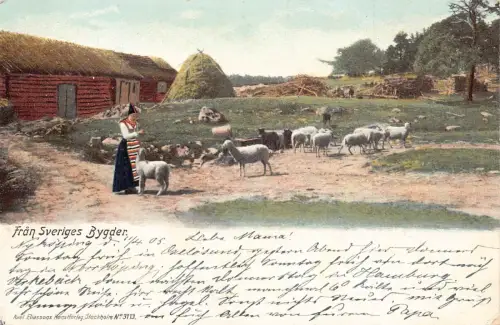 L070 Schweden Franken Bygden 1905 Schafe Postkarte