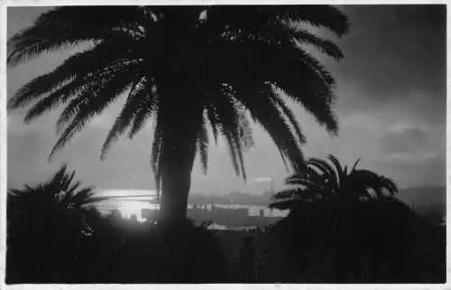 L071 Italien Genua Poggio Giovane Italia 1933 Palmen Vintage Postkarte