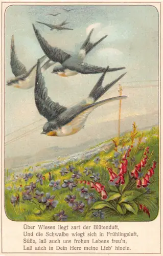 Frühlingslandschaft Schwalbe Vögel fliegen blaue Glocke Stiefmütterchen Blume geprägte Postkarte