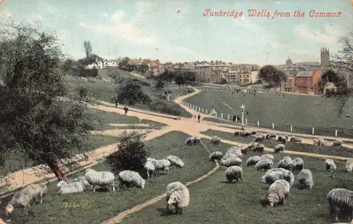 A887 England 1908 Tunbridge Wells from Common Sheep Vintage Postkarte