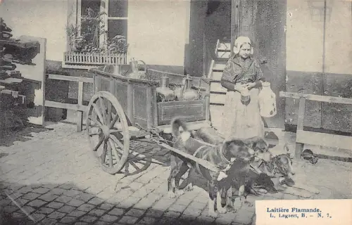 Belgien Flämische Milchmädchen Verkäufer Hund Laitiere Flamande Postkarte B913