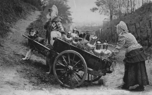 Belgien Flämische Milchmädchen Hund auf Hügel Laitiere Flamande Postkarte B915