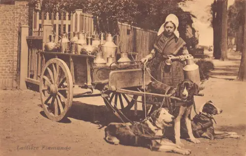 Belgien Laitiere Flamande Flämische Milchmädchen Mastiff Hund Postkarte B914