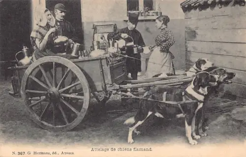 Belgien Flämische Milchmädchen Verkäufer Hund Attelage de chiens flamand Postkarte B913