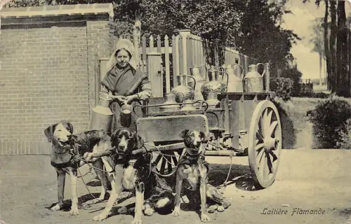 Belgien Laitieres Flamande Flämische Milchmädchen Verkäufer Hund Postkarte B915