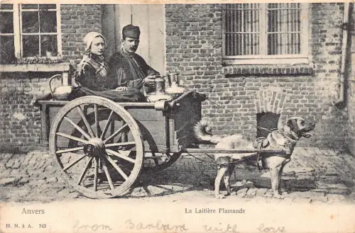 Belgien Anvers Laitiere Flamande Flämische Milchmädchen Mastiff Hund Postkarte B913